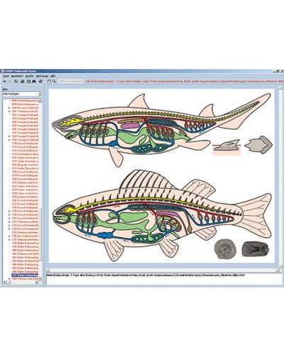 Zoology in the Classroom, Interactive CD-ROM